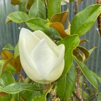 Magnólia veľkokvetá (Magnolia grandiflora) ´GALLISONIENSIS´ - výška 250-300 cm, kont. C180L (-17°C)